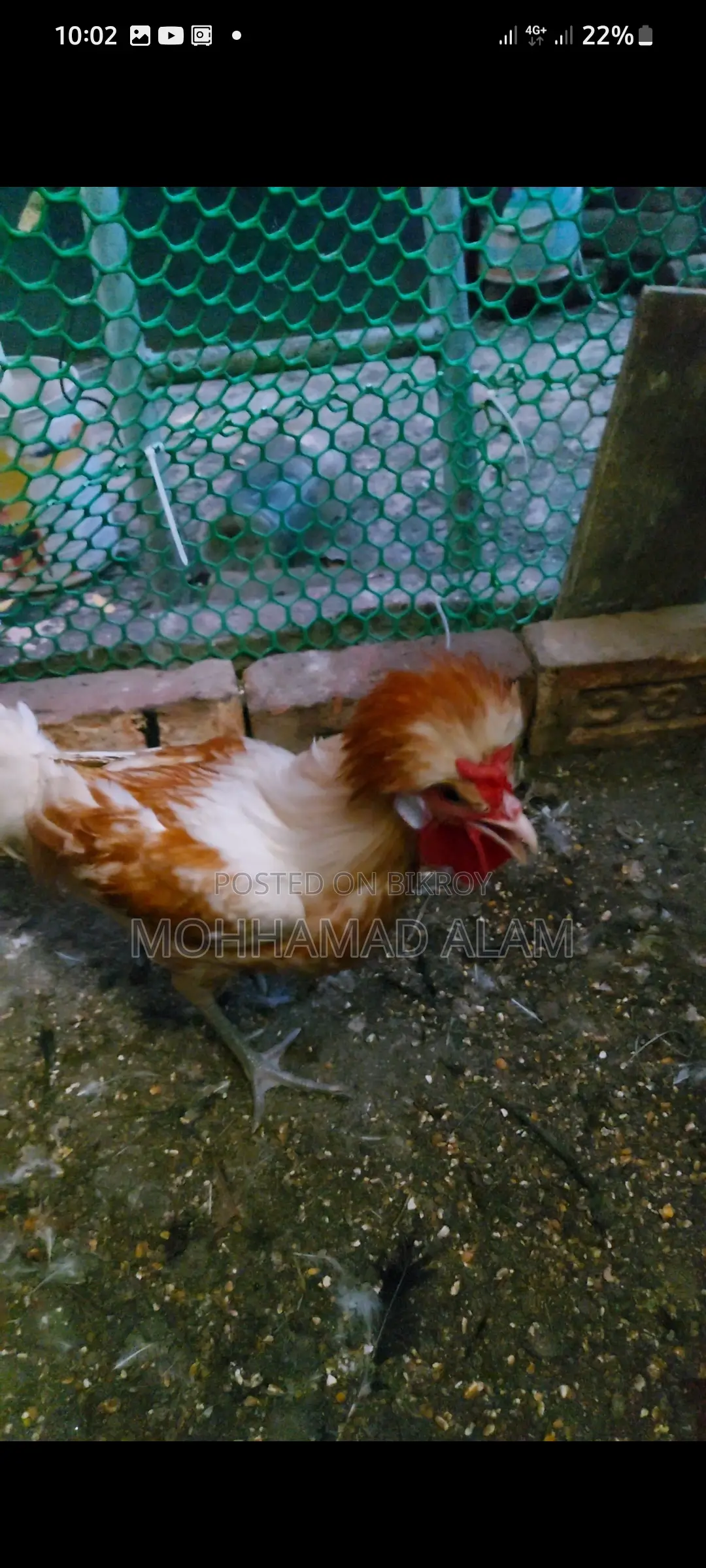 Buf Poliscap Male