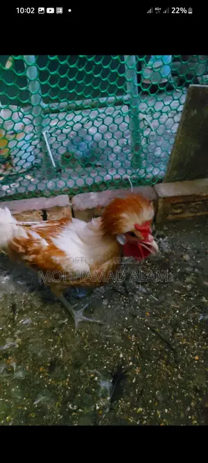 Buf Poliscap Male