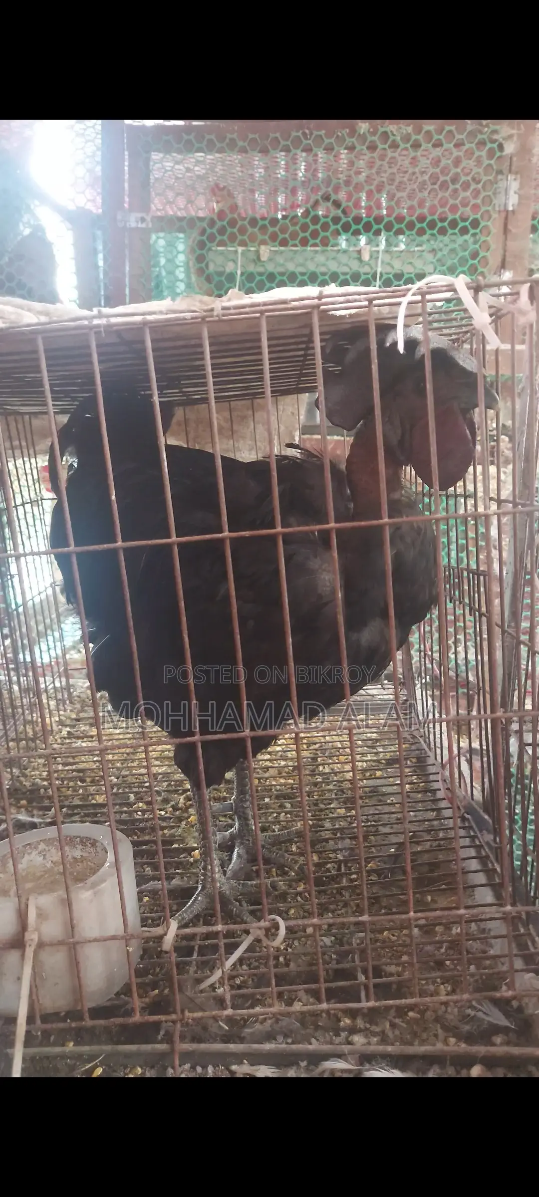 Buf Poliscap Male