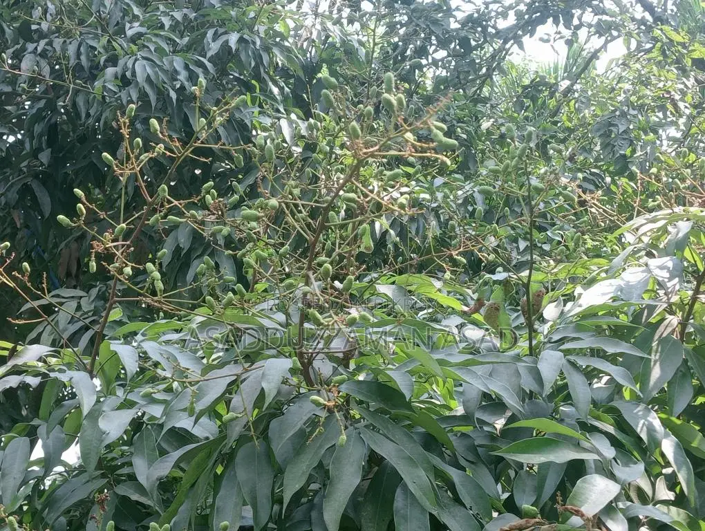 লিচুর গুটি কলমের প্রি-অর্ডার নেওয়া হচ্ছে