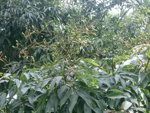 লিচুর গুটি কলমের প্রি-অর্ডার নেওয়া হচ্ছে