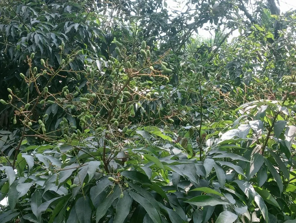 লিচুর গুটি কলমের প্রি-অর্ডার নেওয়া হচ্ছে