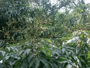 লিচুর গুটি কলমের প্রি-অর্ডার নেওয়া হচ্ছে