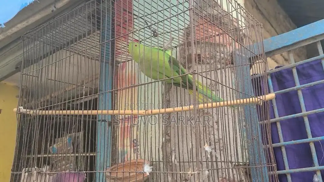 রিং নেট টিয়া পাখি