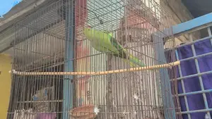 রিং নেট টিয়া পাখি