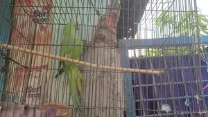 রিং নেট টিয়া পাখি