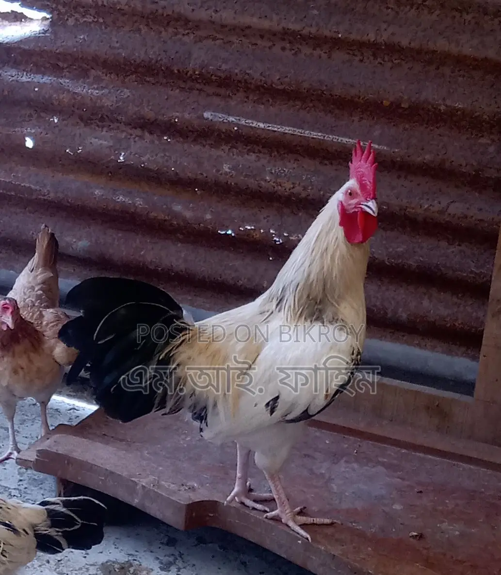 Original Deshi Rooster for Brooding for sale