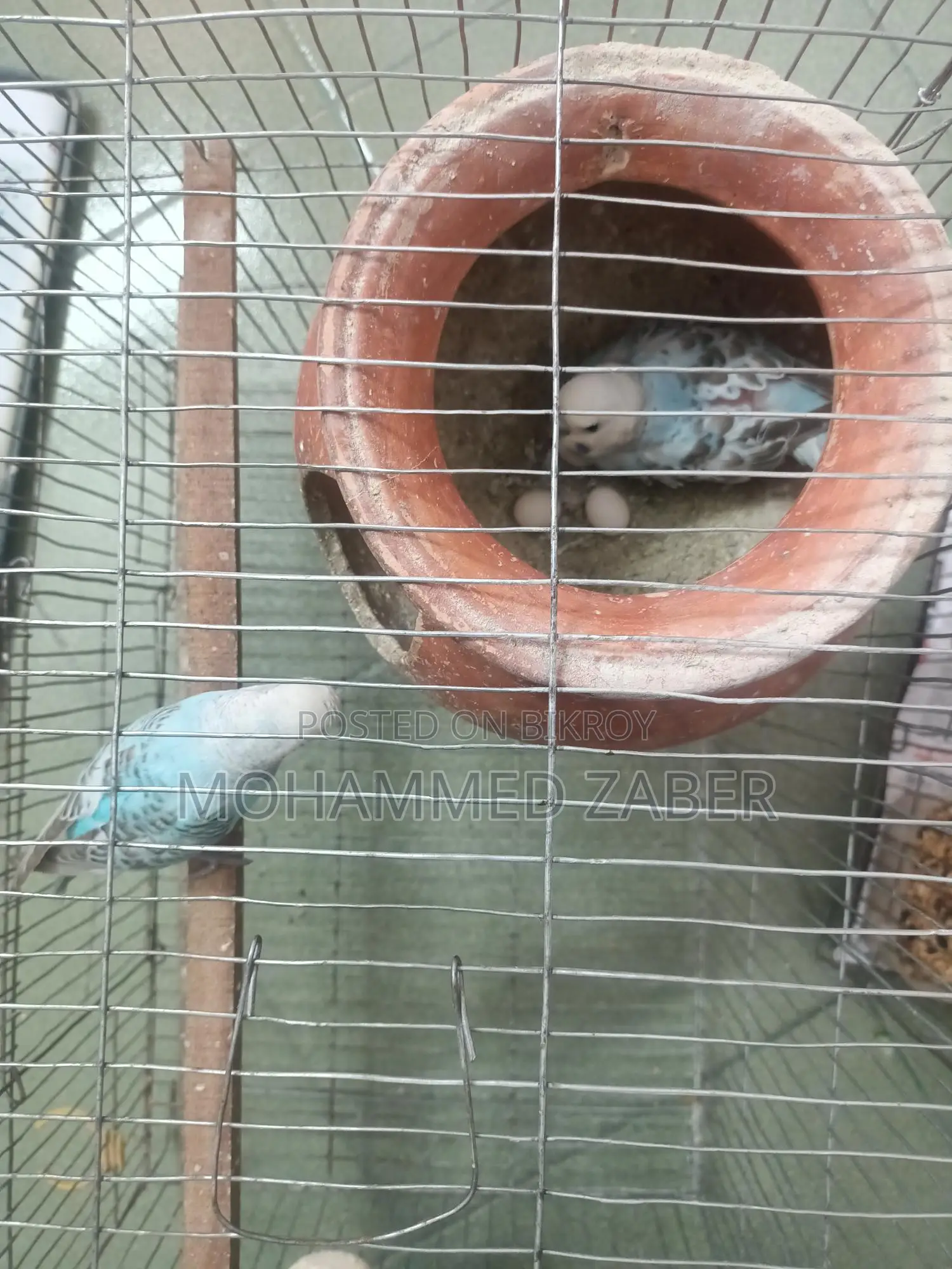 Budgerigar Birds