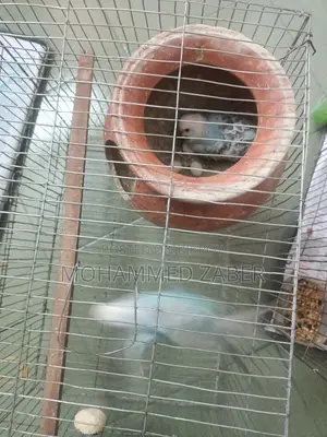 Budgerigar Birds