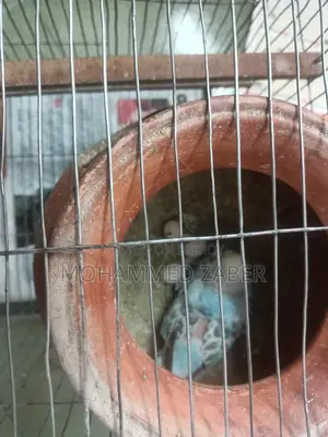 Budgerigar Birds