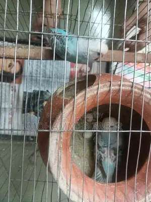 Budgerigar Birds