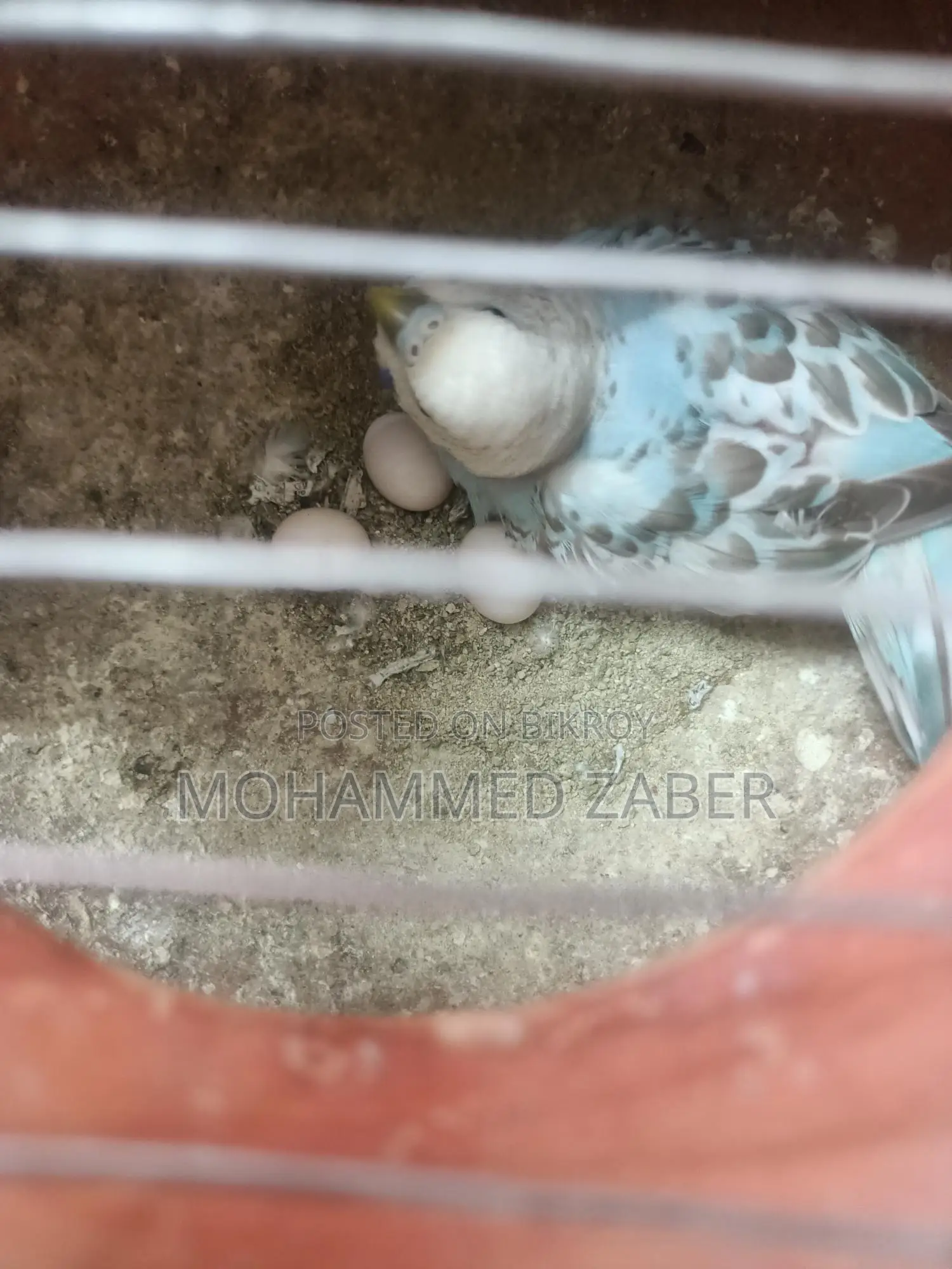 Budgerigar Birds