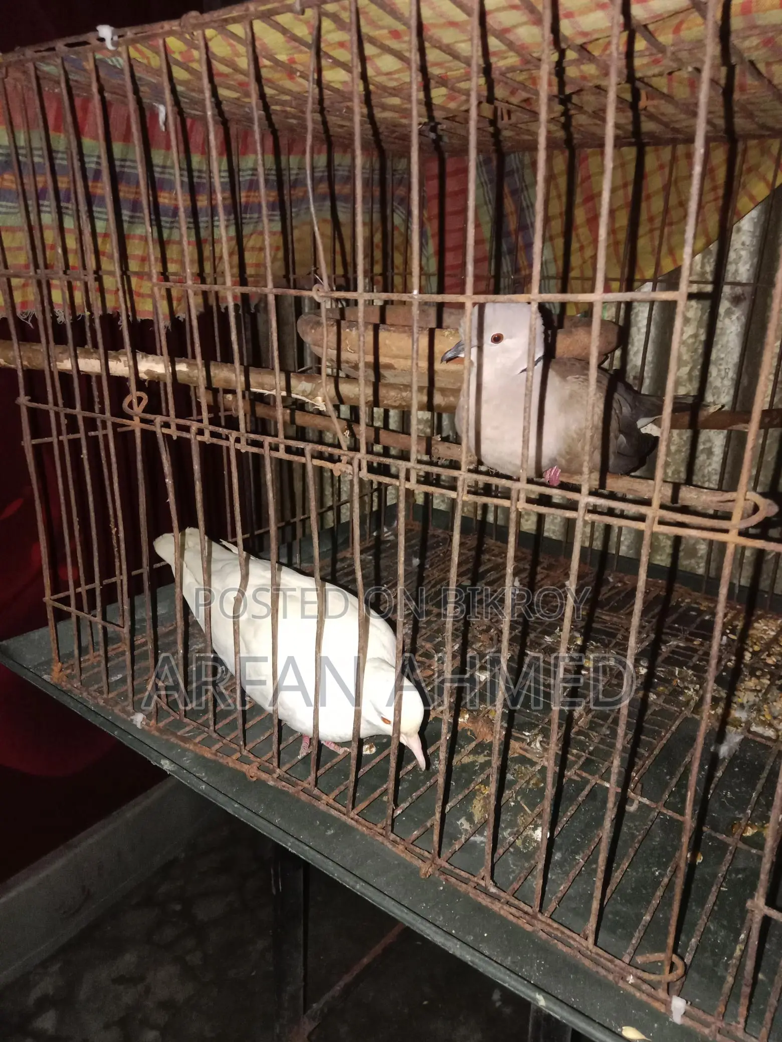 Dove Bird