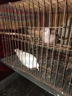 Dove Bird