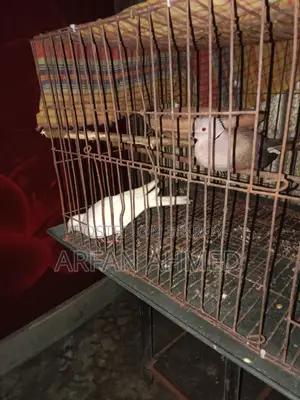 Dove Bird