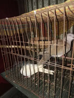Dove Bird