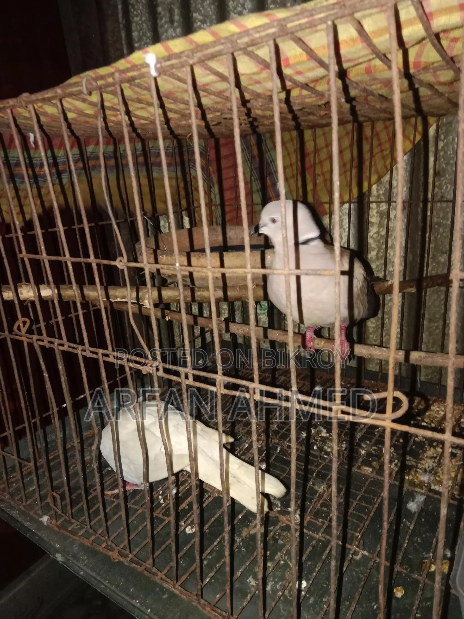 Dove Bird