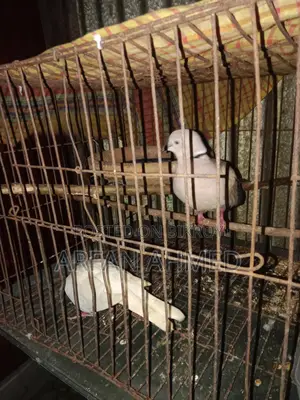 Dove Bird