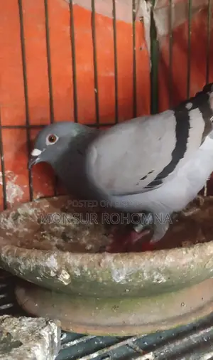 Racer Female Pigeon