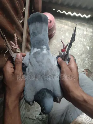 Racer Female Pigeon