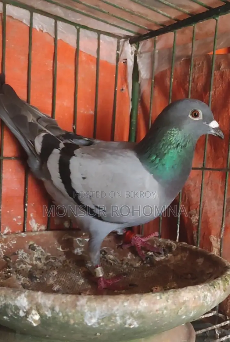 Racer Female Pigeon