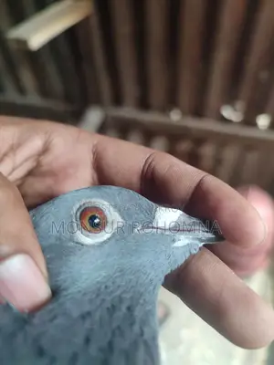 Racer Female Pigeon