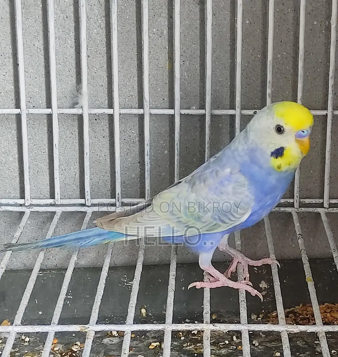 Rainbow Male