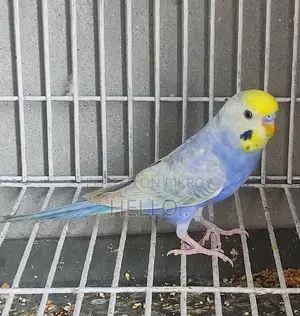 Rainbow Male