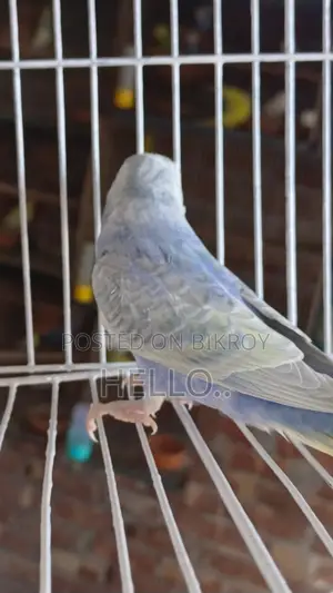 Rainbow Male