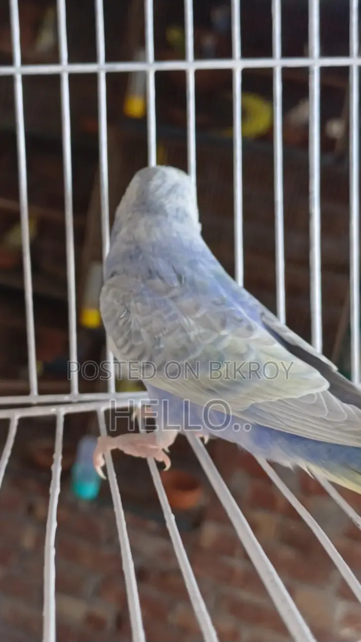 Rainbow Male