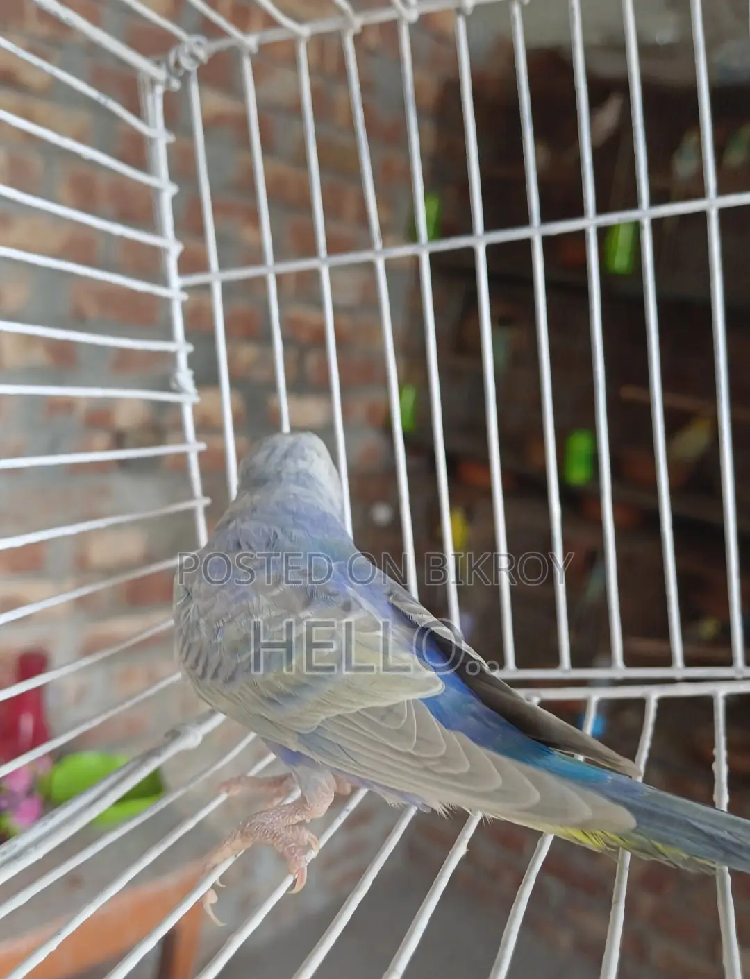 Rainbow Male