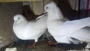 Pigeon for Sale