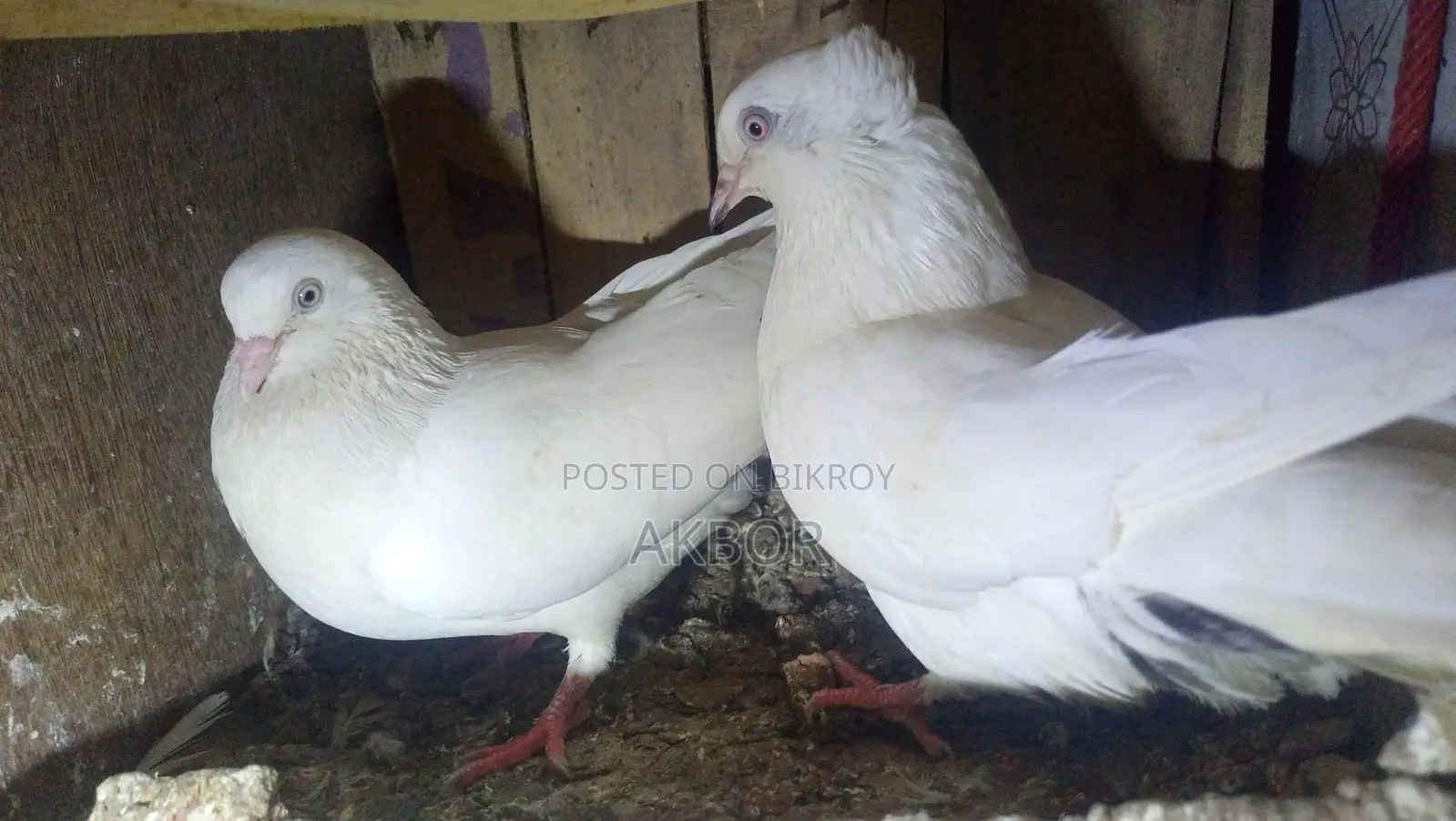 Pigeon for Sale