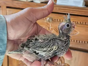 টেম সাইজ ককাটেল বেবি
