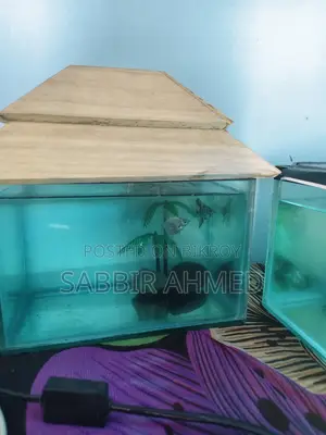 6×9 Inch Fish Tank