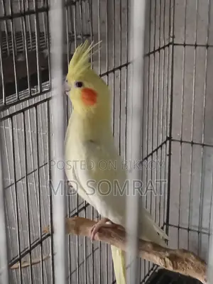 Cockatiel Lutino