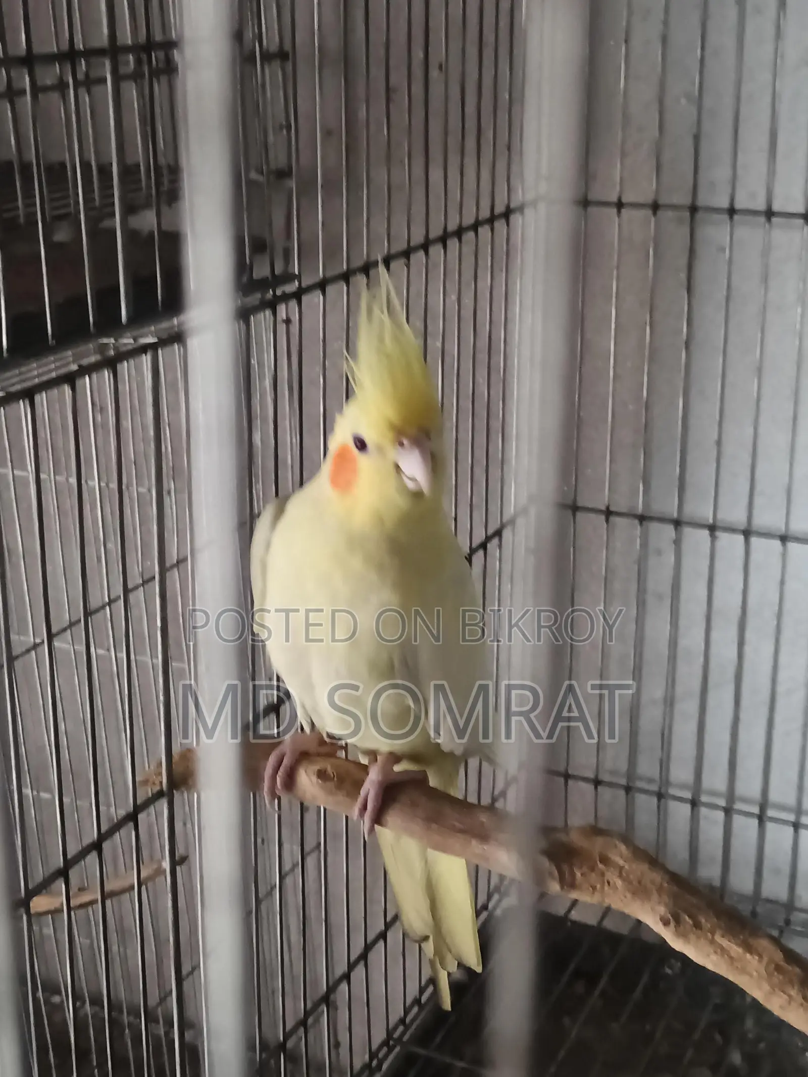 Cockatiel Lutino