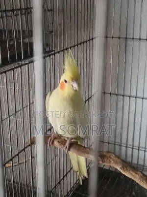 Cockatiel Lutino