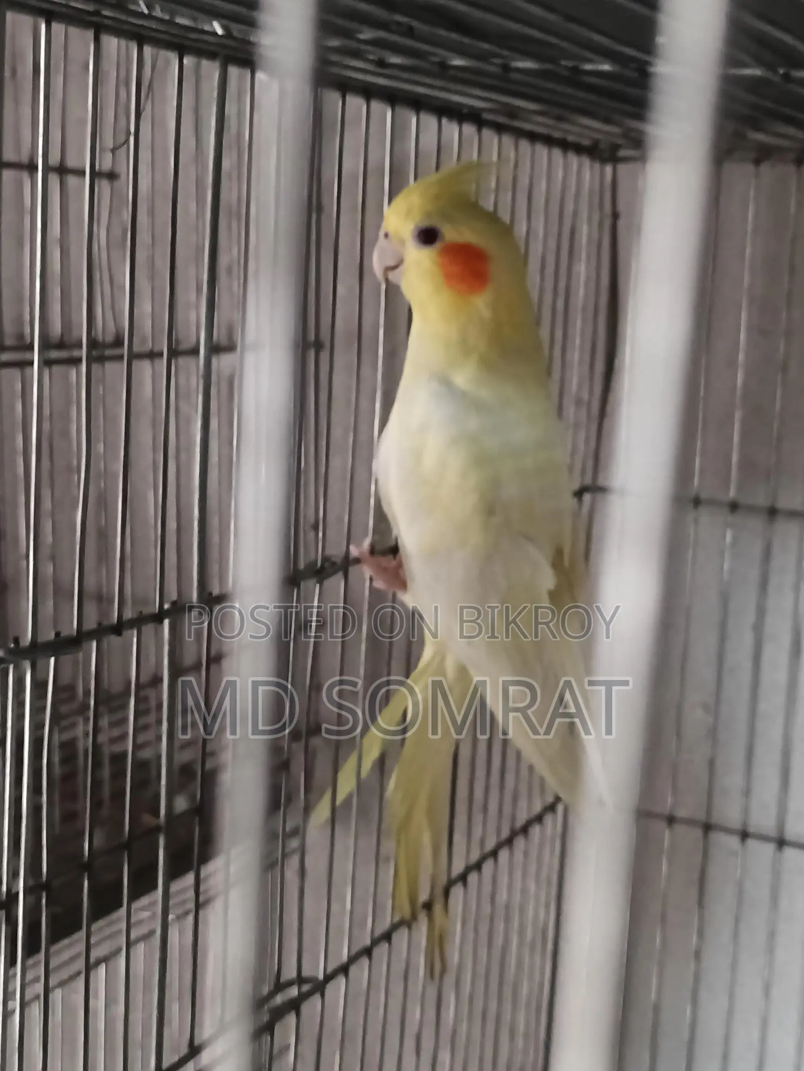Cockatiel Lutino