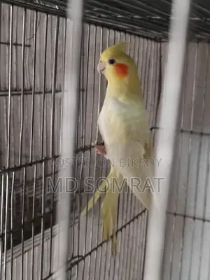 Cockatiel Lutino