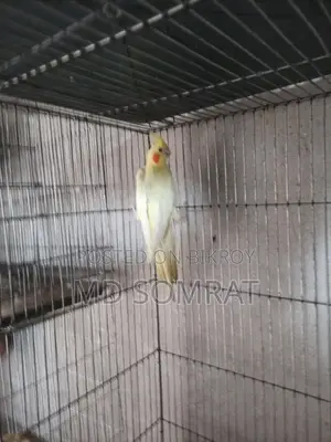 Cockatiel Lutino