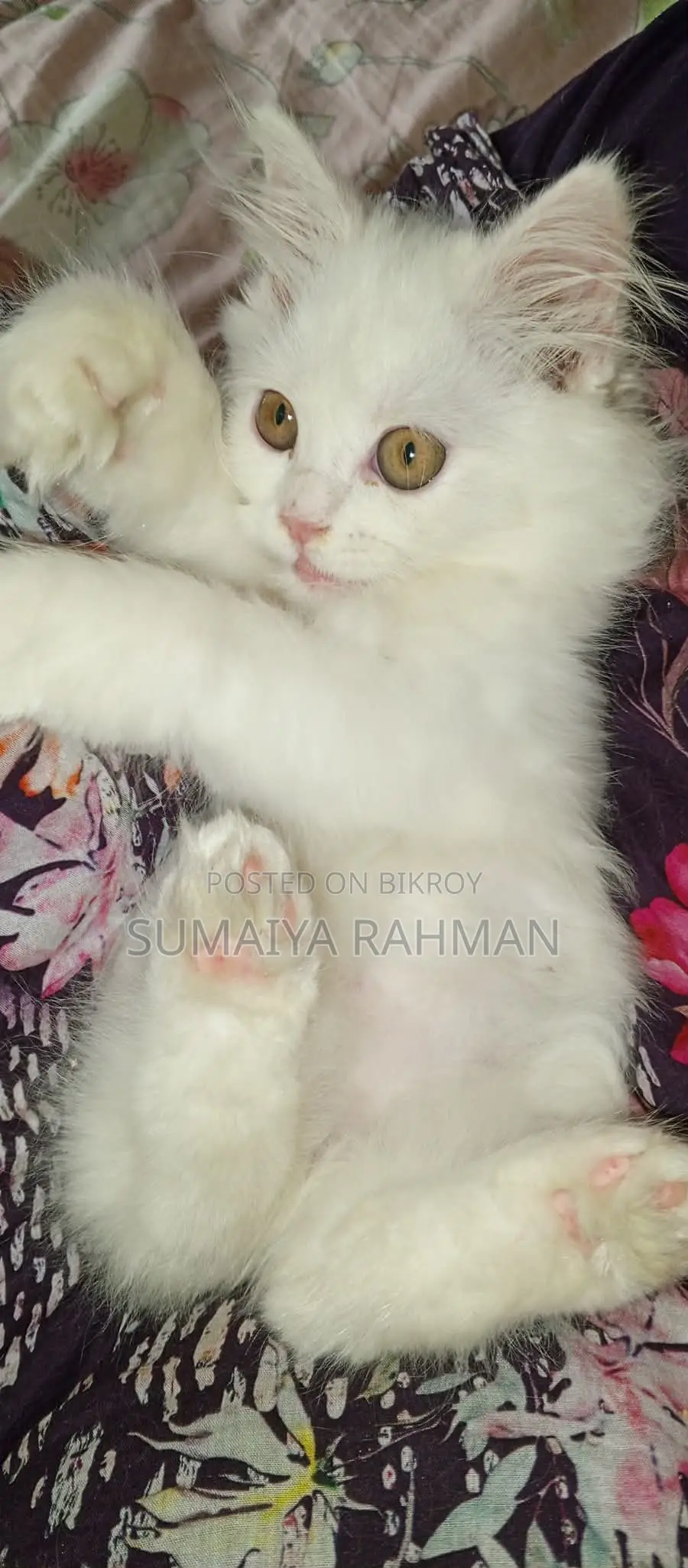 Full Persian Triple Coat