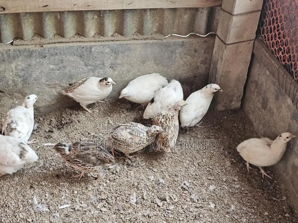 ইউরোপিয়ান জায়েন্ট কোয়েল রানিং