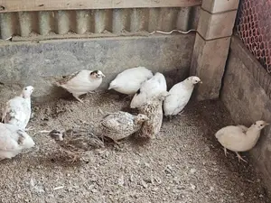 ইউরোপিয়ান জায়েন্ট কোয়েল রানিং