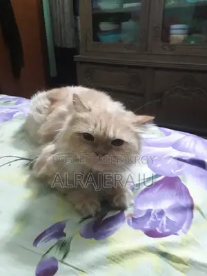 বিড়ালটা বিক্রি করব