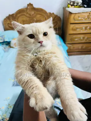 পার্সিয়ান বিড়াল