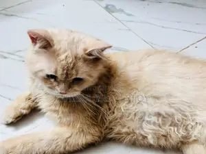 পার্সিয়ান বিড়াল