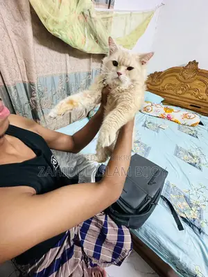 পার্সিয়ান বিড়াল