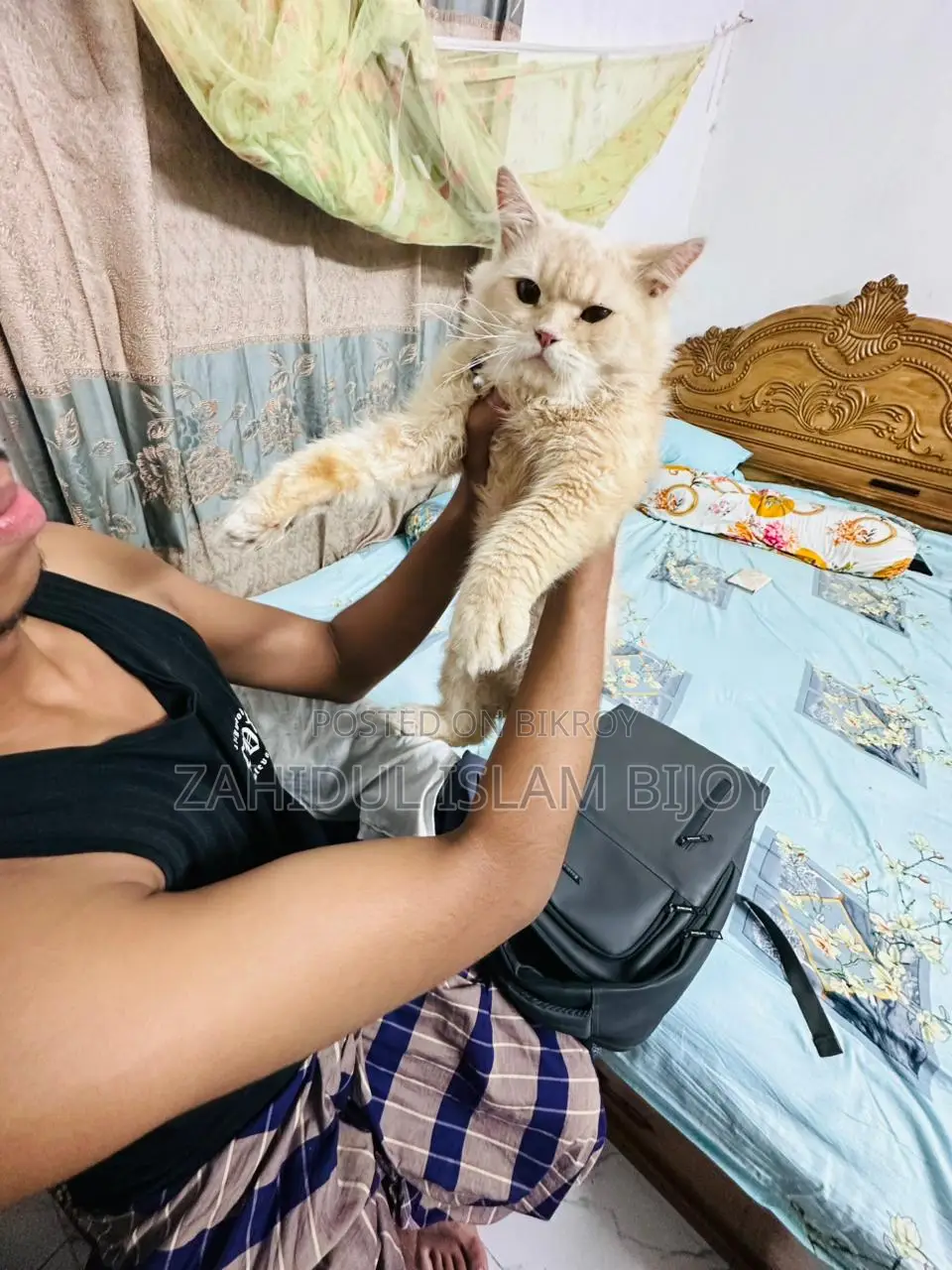 পার্সিয়ান বিড়াল