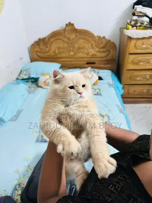 পার্সিয়ান বিড়াল